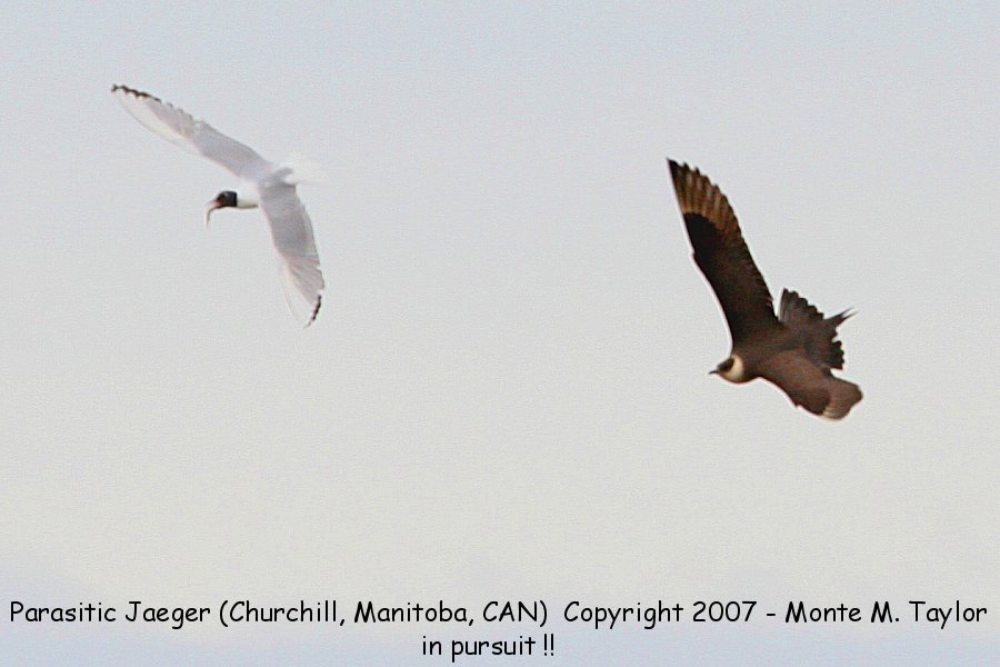 Parasitic Jaeger -chasing a bonaparte's gull- (Churchill, Manitoba, Canada)