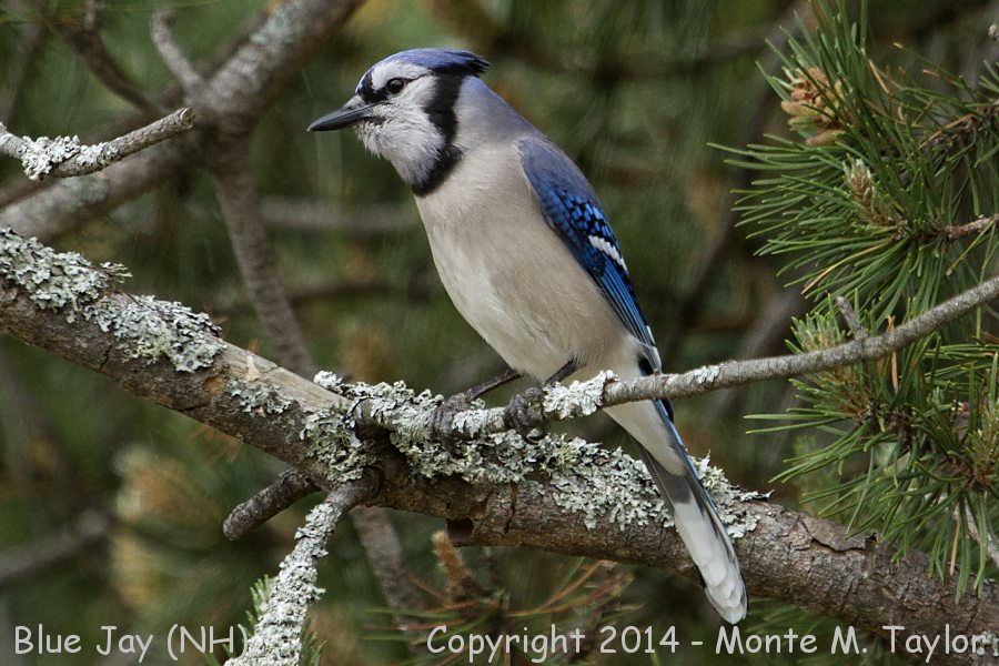 Blue Jay -spring- (New Hampshire)