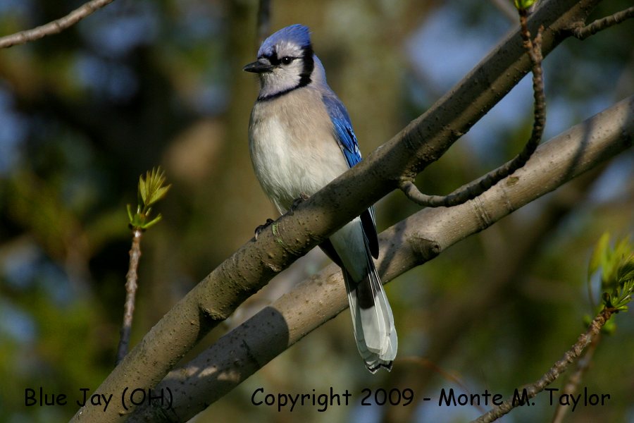 Blue Jay -spring- (Ohio)