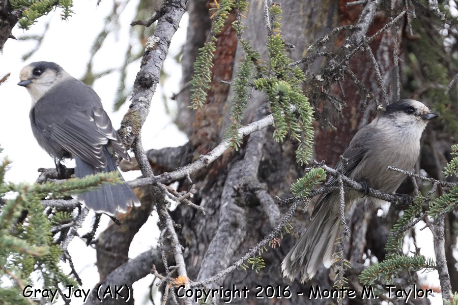 Canada Jay -summer- (Denali National Park, Alaska)