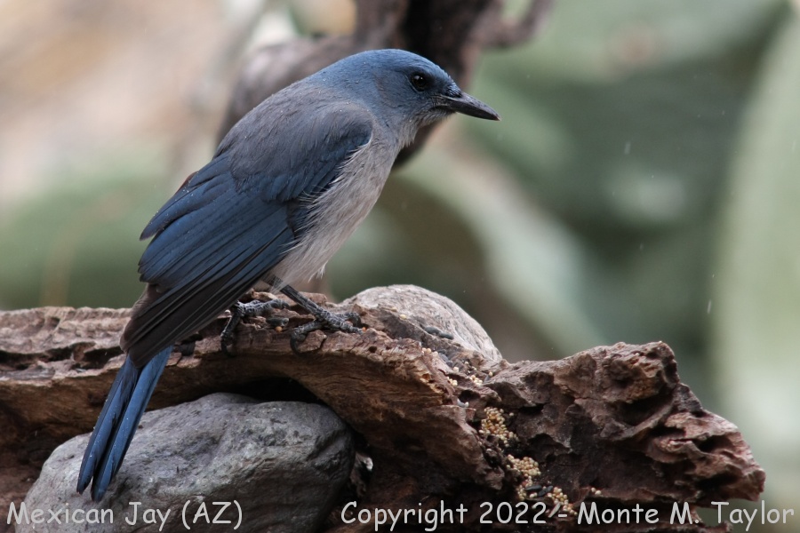 Mexican (Gray-breasted) Jay -winter- (Arizona)
