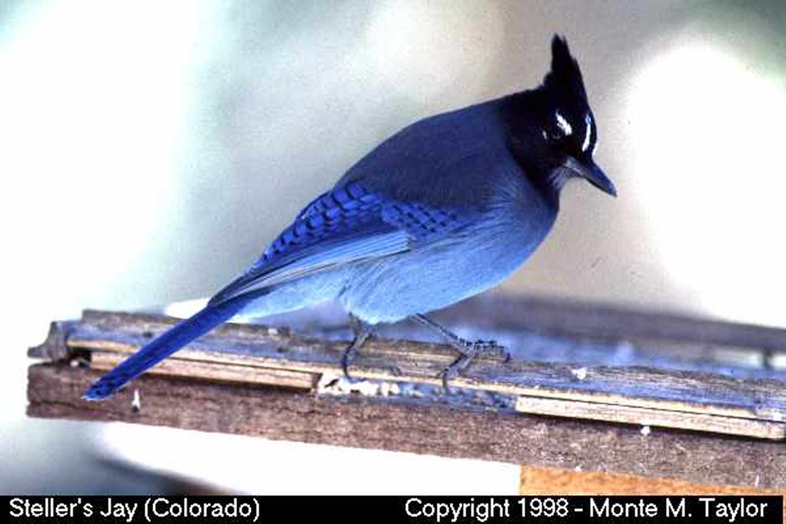 Steller's Jay -winter- (Colorado)