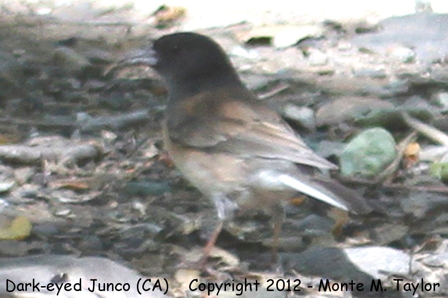 Dark-eyed Junco -spring oregon race with long deformed bill- (California)