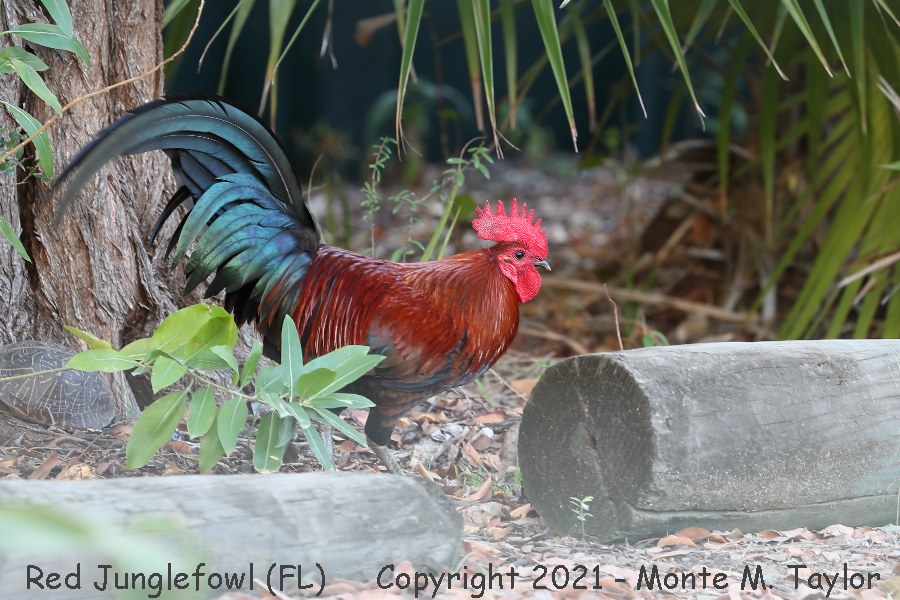 Red Junglefowl -spring male- (Key West, FL)
