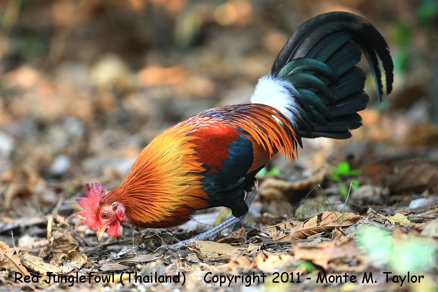 Red Junglefowl -winter- (Kaeng Krachan National Park, Petchaburi, Thailand)