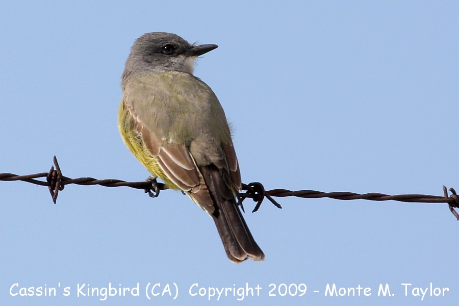 Cassin's Kingbird -spring- (California)
