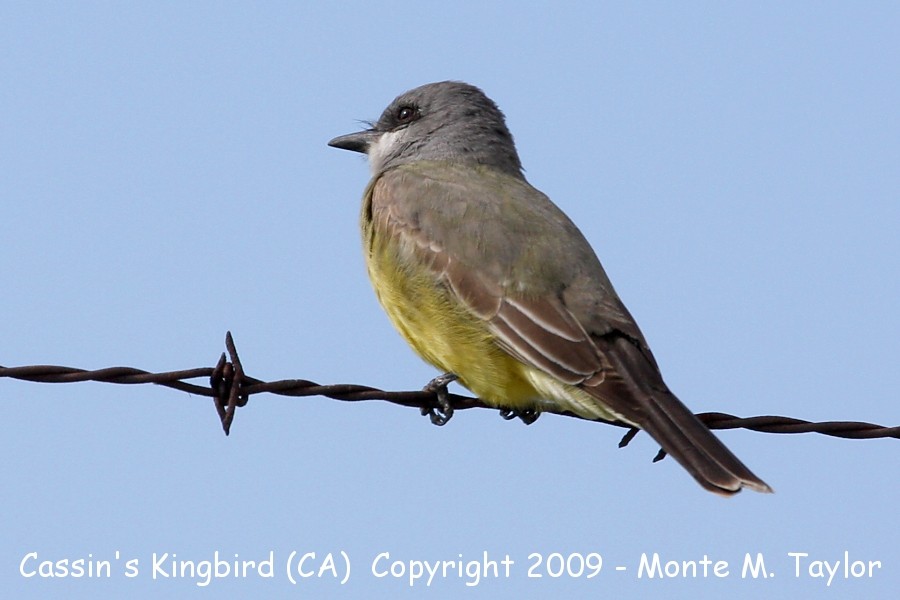 Cassin's Kingbird -spring- (California)