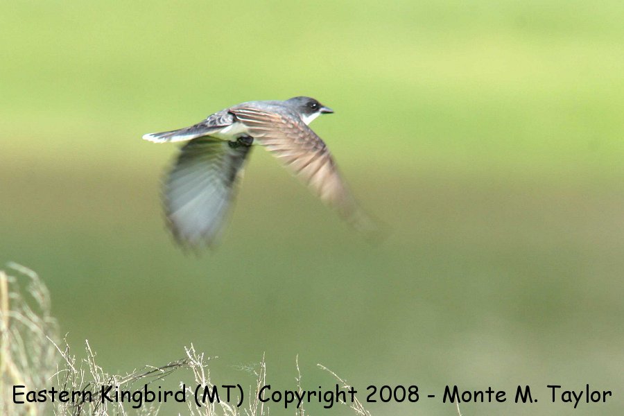 Eastern Kingbird -summer- (Montana)