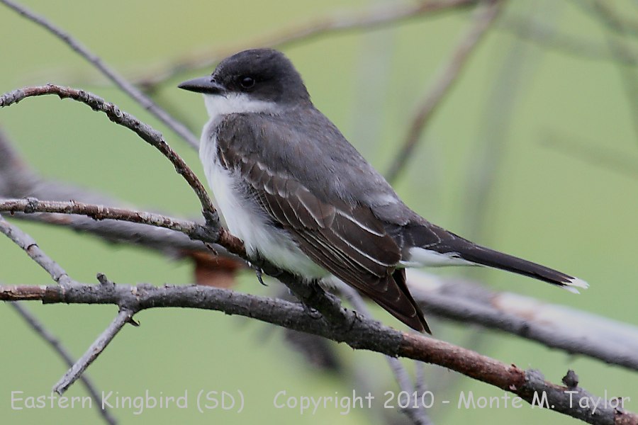 Eastern Kingbird -summer- (South Dakota)