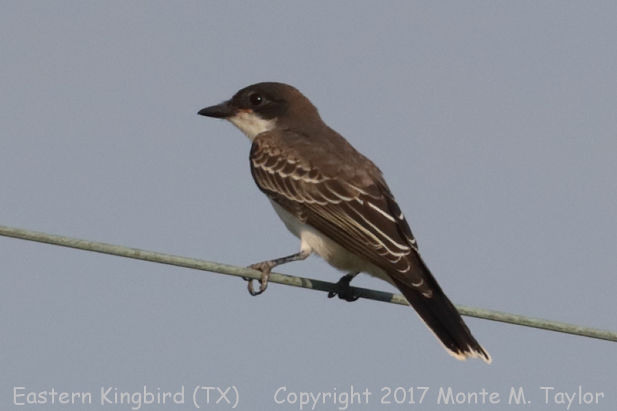 Eastern Kingbird -summer juvenile- (Texas)