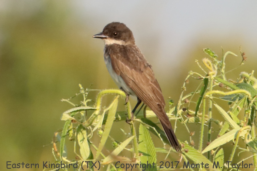 Eastern Kingbird -summer- (Texas)