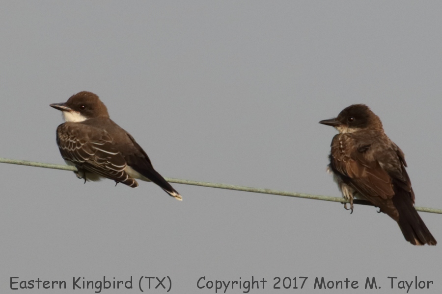 Eastern Kingbird -summer adult & juvenile- (Texas)