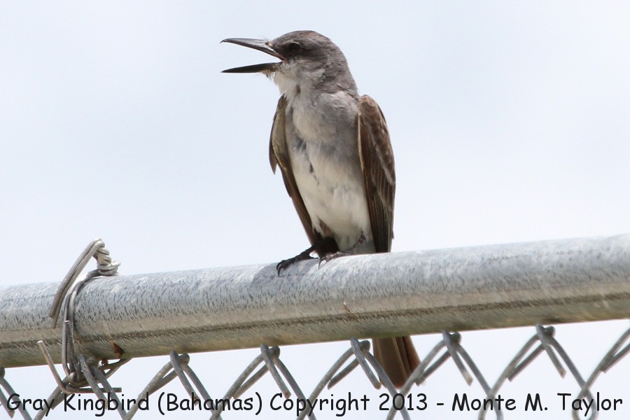 Gray Kingbird -summer- (Little Abaco, Bahamas)