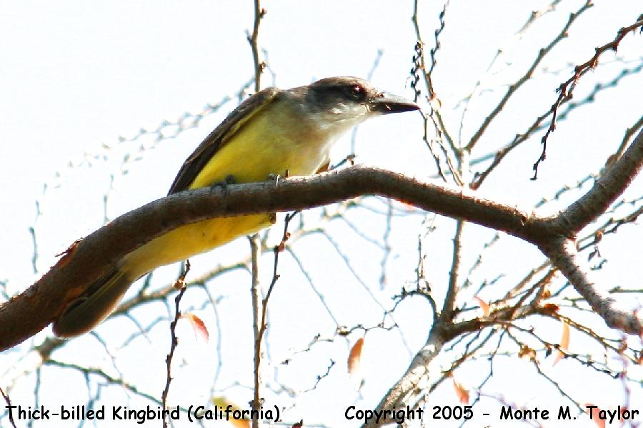 Thick-billed Kingbird -fall- (California)