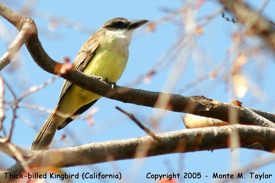 Thick-billed Kingbird -fall- (California)