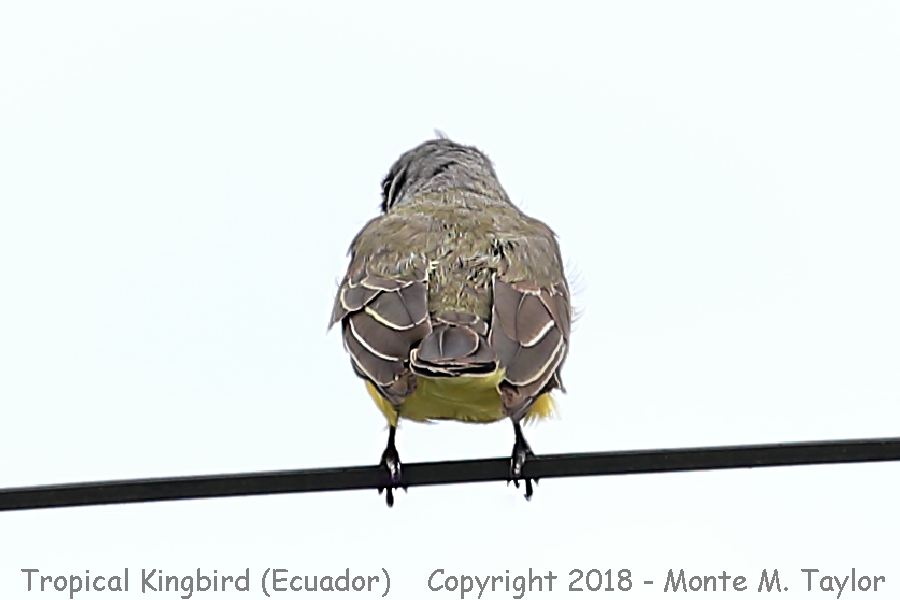 Tropical Kingbird -November- (Baeza, Ecuador)