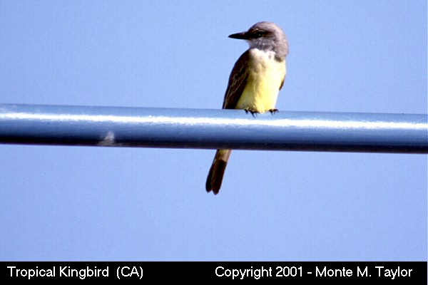Tropical Kingbird -fall- (California)