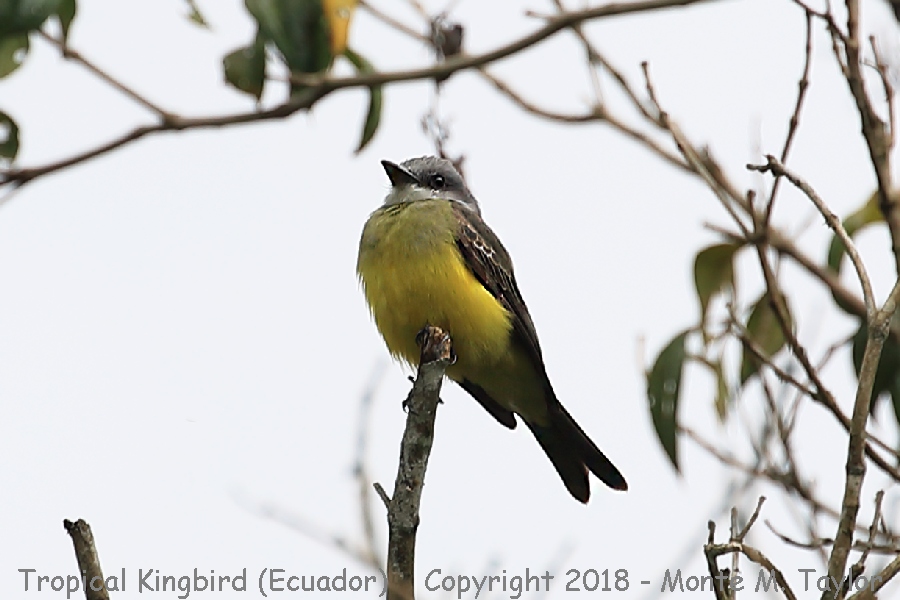 Tropical Kingbird -November- (Mindo Lago, Ecuador)