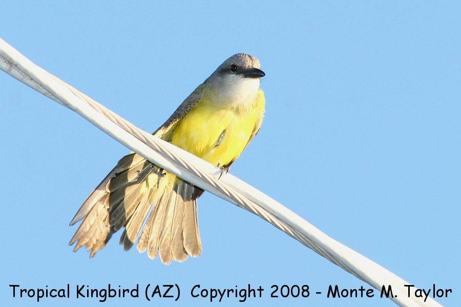 Tropical Kingbird -spring- (Arizona)