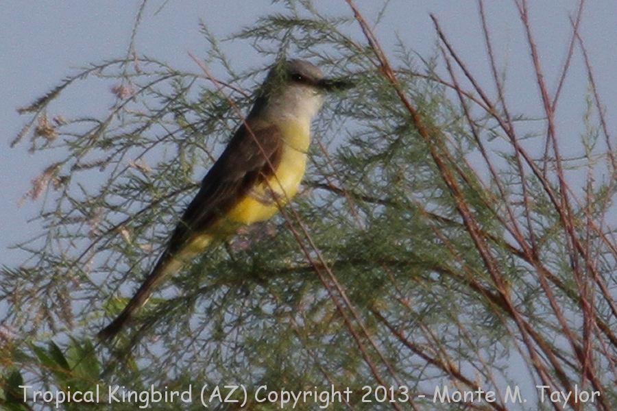 Tropical Kingbird -summer- (Arizona)