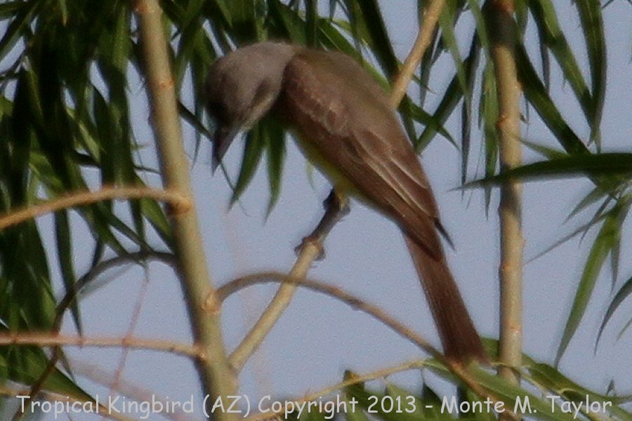 Tropical Kingbird -summer- (Arizona)