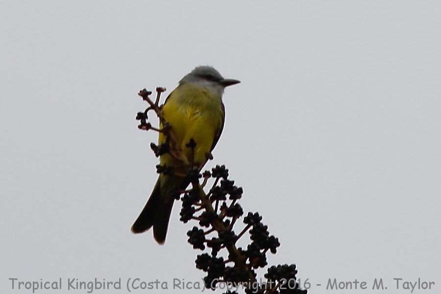 Tropical Kingbird -winter- (Savegre, Costa Rica)