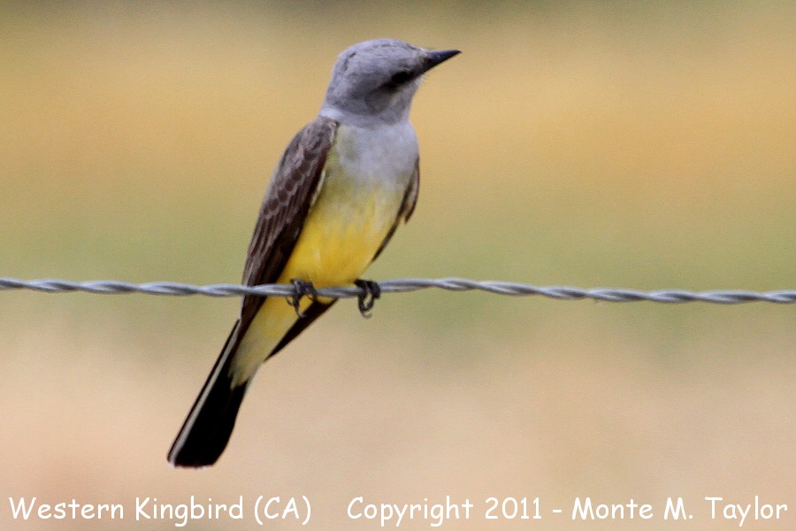 Western Kingbird -spring- (California)