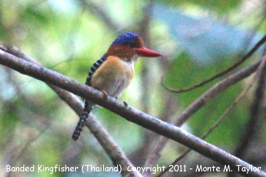 Banded Kingfisher -winter male- (Kaeng Krachan National Park, Thailand)