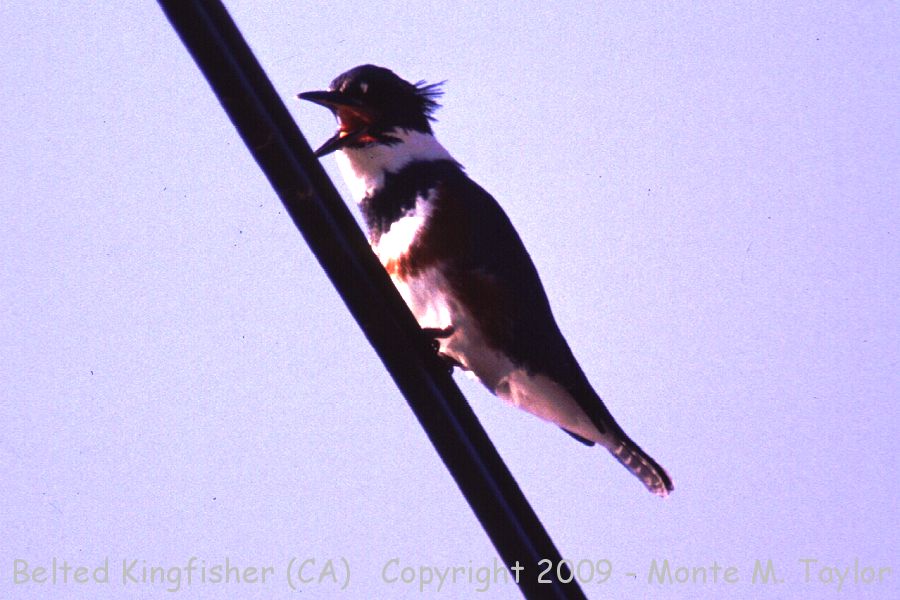 Belted Kingfisher -winter female- (California)