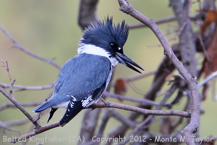 Belted Kingfisher -fall male- (California)