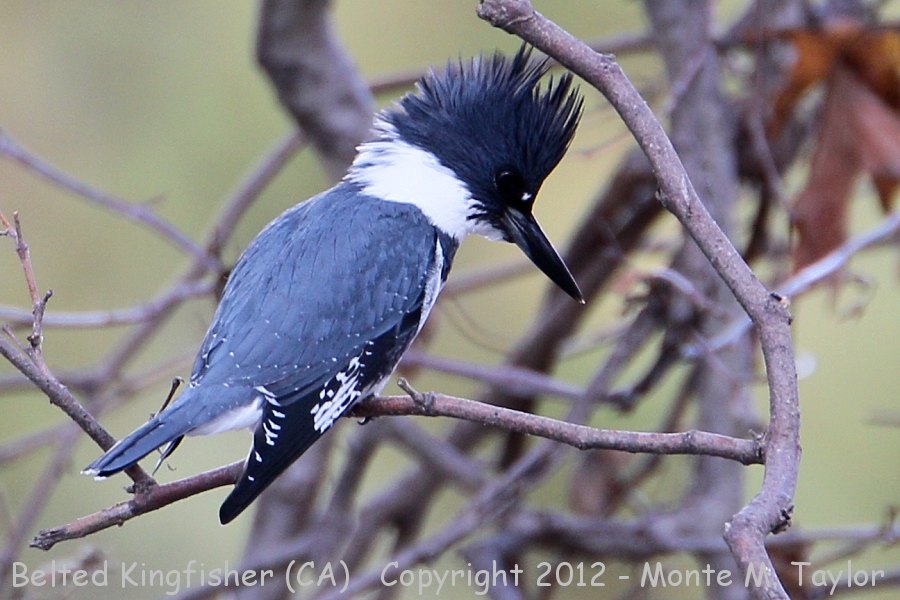 Belted Kingfisher -fall male- (California)