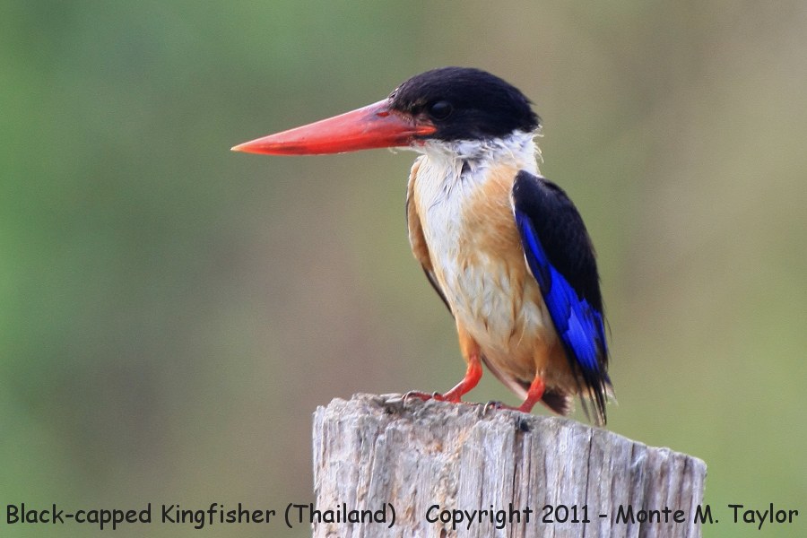Black-capped Kingfisher -winter- (Laem Pak Bia, Petchaburi, Thailand)