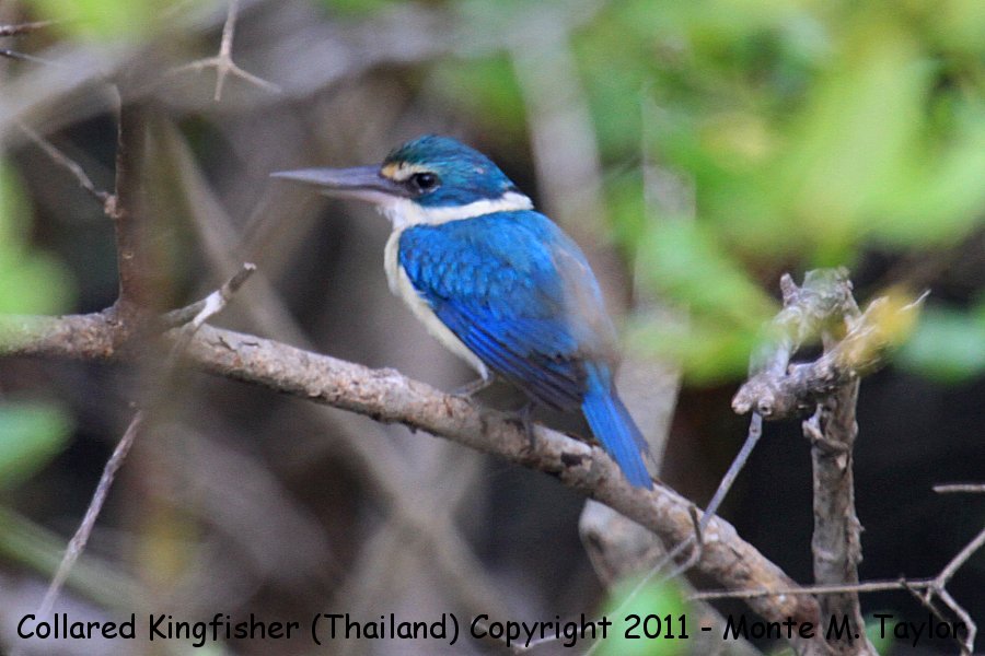 Collared Kingfisher -winter- (Laem Pak Bia, Petchaburi, Thailand)