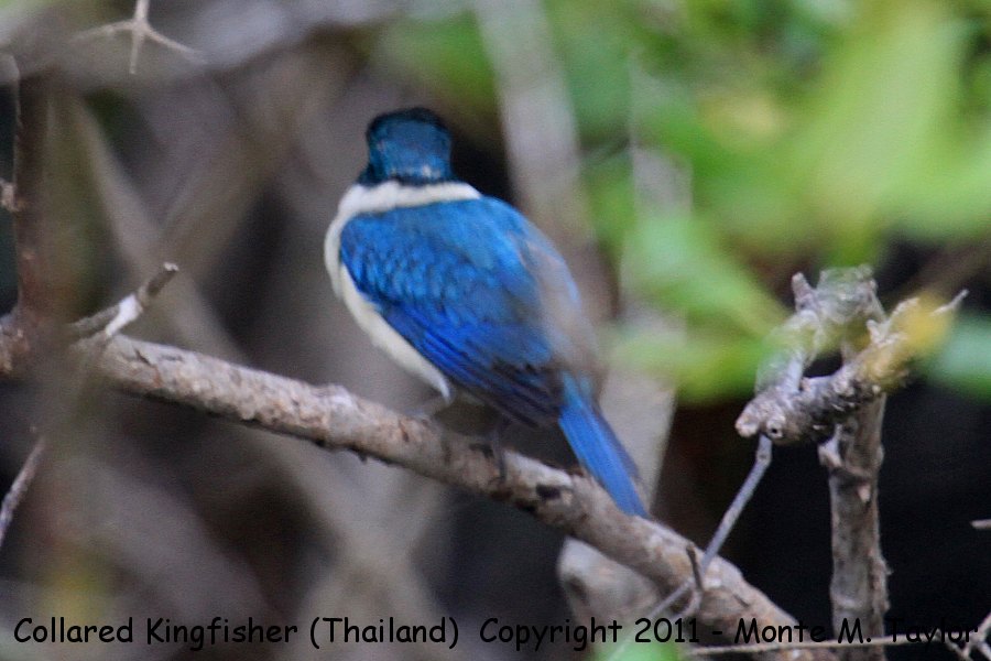 Collared Kingfisher -winter- (Laem Pak Bia, Petchaburi, Thailand)