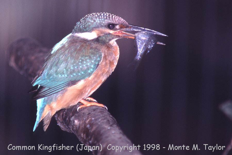 Common Kingfisher -winter- (Japan) -kawasemi-