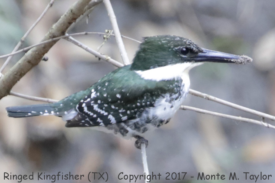 Green Kingfisher -winter female- (Texas)