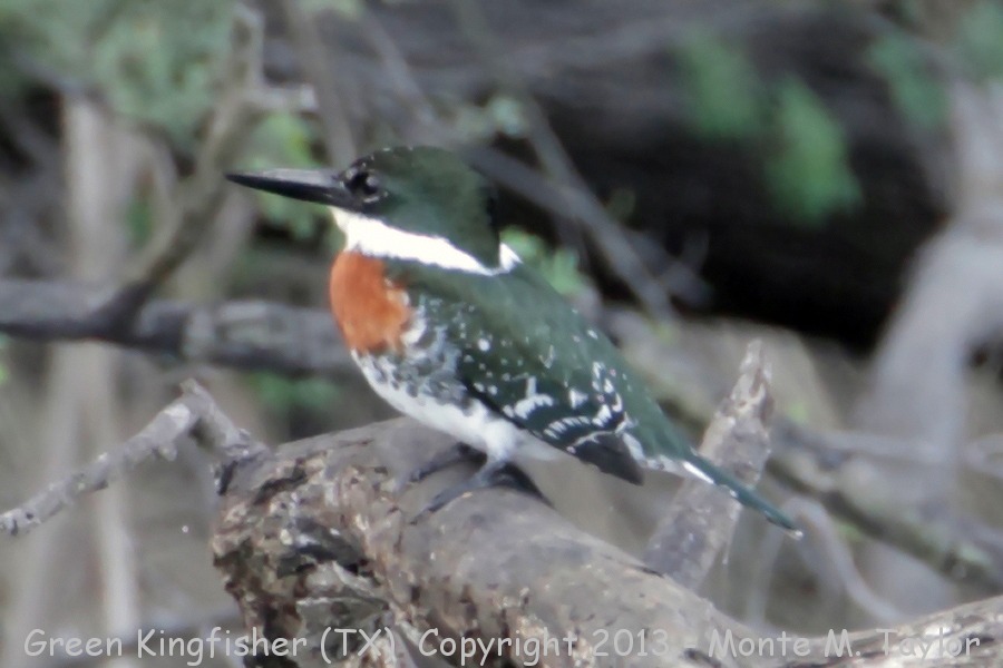 Green Kingfisher -fall male- (Texas)