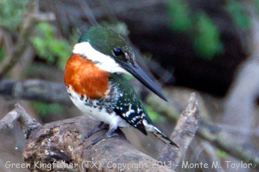 Green Kingfisher -fall male- (Texas)