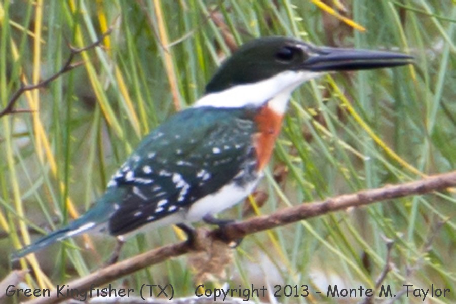 Green Kingfisher -fall female- (Texas)