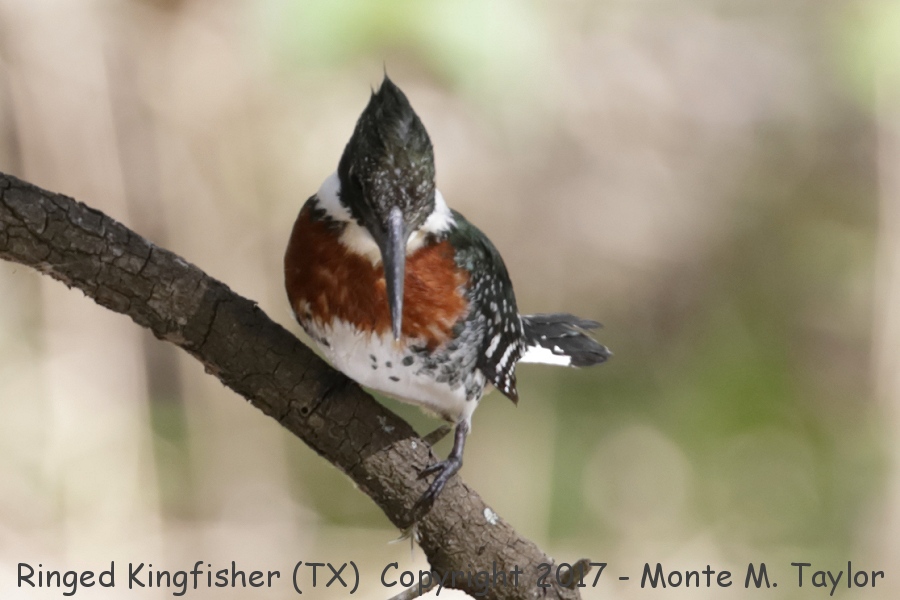 Green Kingfisher -winter male- (Texas)