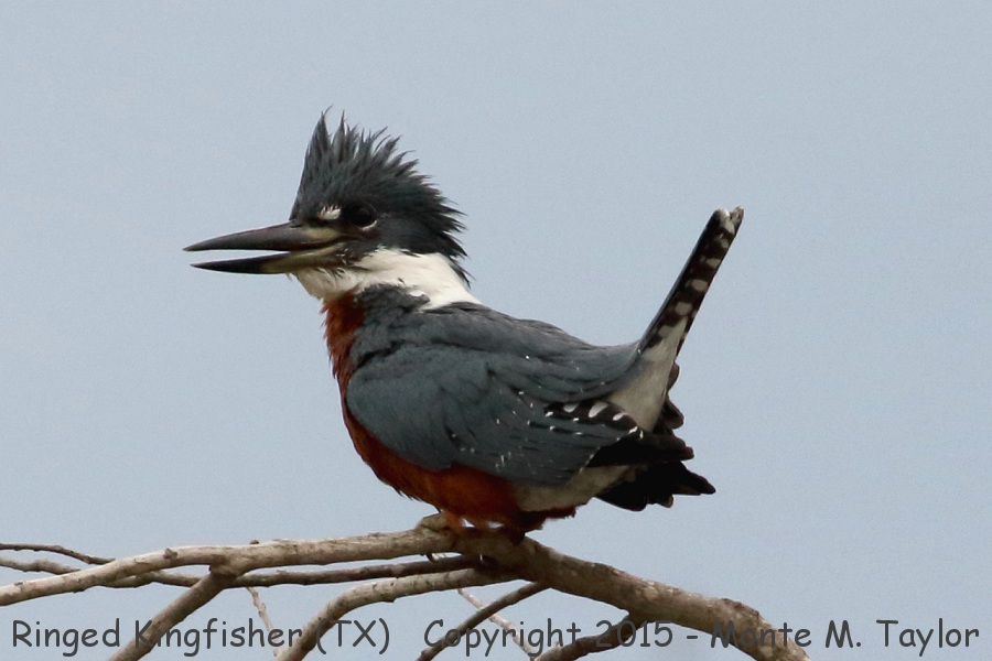 Ringed Kingfisher -winter male- (Texas)