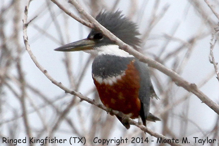 Ringed Kingfisher -winter male- (Texas)