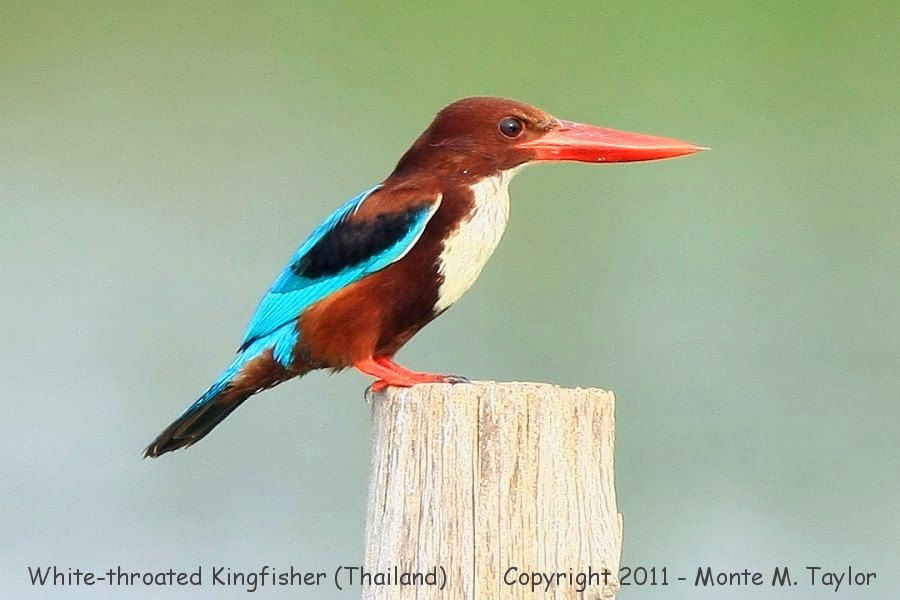 White-throated Kingfisher -winter- (Laem Pak Bia, Petchaburi, Thailand)