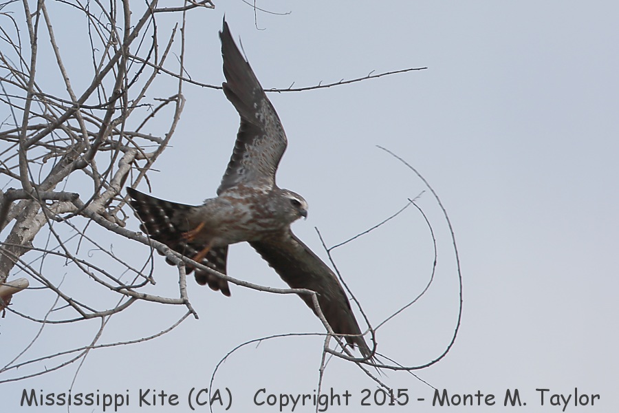 Mississippi Kite -20150405 2nd Year Juvenile- (San Diego, California)