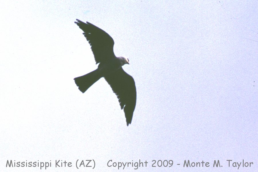 Mississippi Kite -spring- (Arizona)