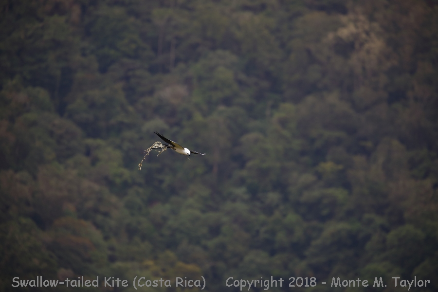 Swallow-tailed Kite -winter- (Alfombra, Costa Rica)