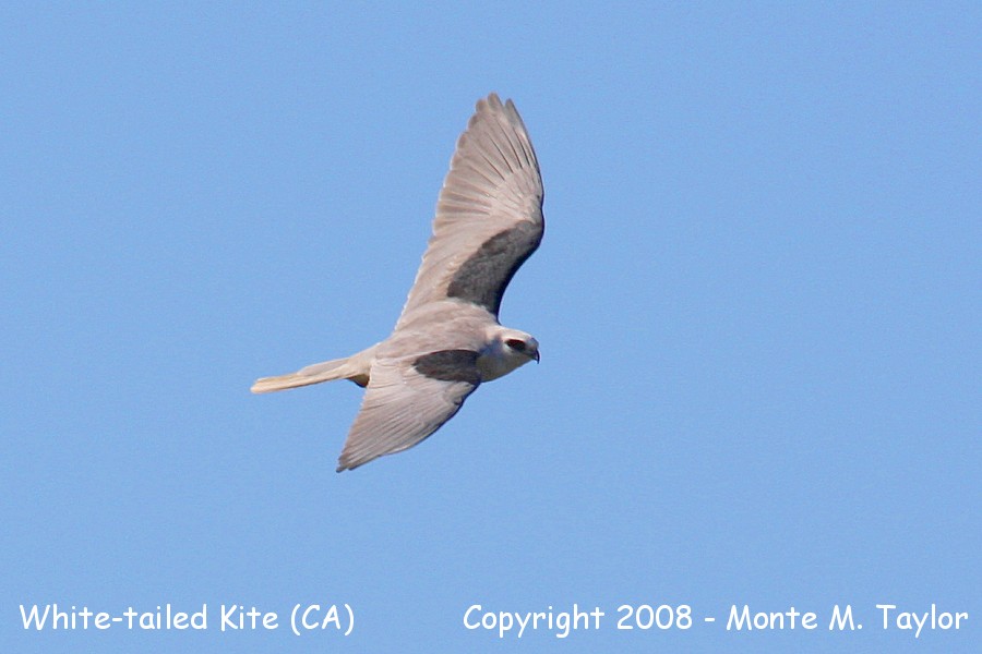 White-tailed Kite -spring- (California) formerly Black-shouldered Kite