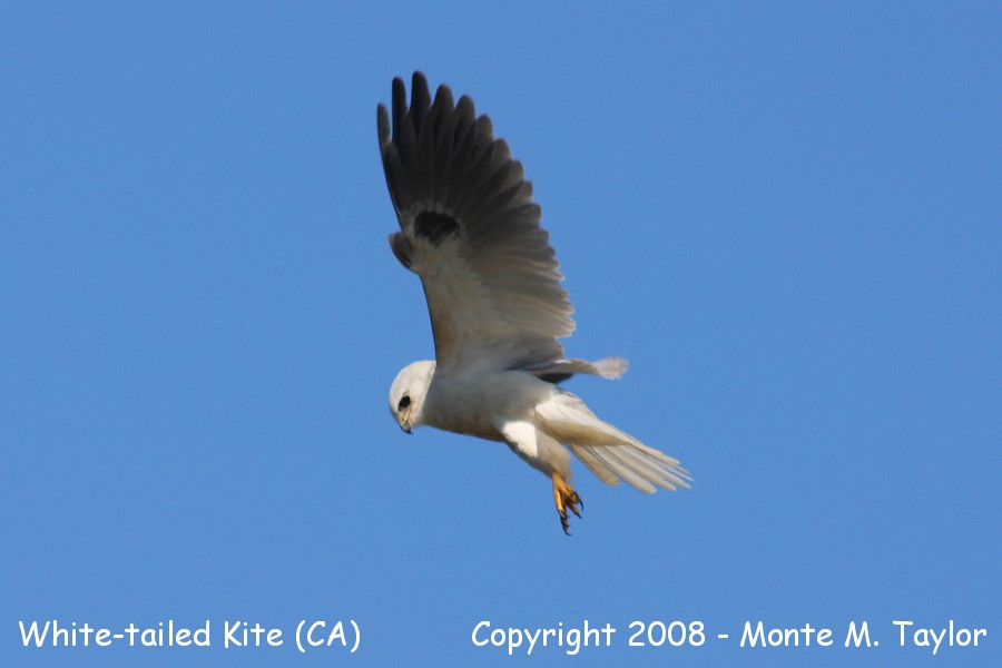 White-tailed Kite -spring- (California) formerly Black-shouldered Kite