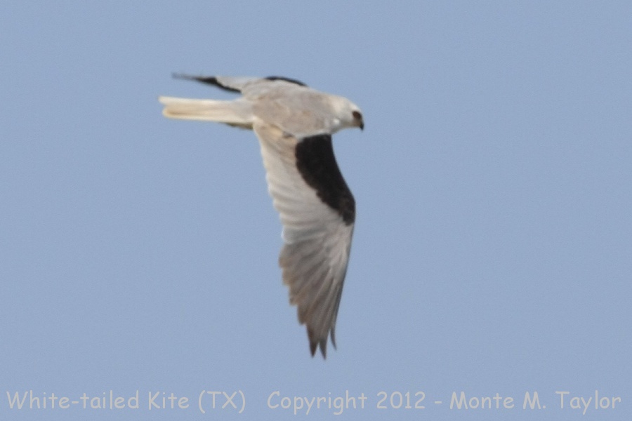 White-tailed Kite -spring- (Texas)