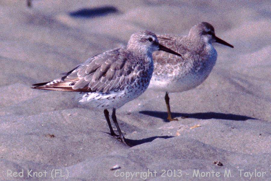 Red Knot -fall- (Florida)